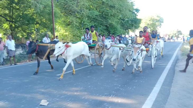 விளாத்திகுளம் அருகே வீரபாண்டிய கட்டபொம்மனின் 264 வது பிறந்தநாள் விழா முன்னிட்டு மாபெரும் மாட்டு வண்டி எல்கை பந்தயம்!