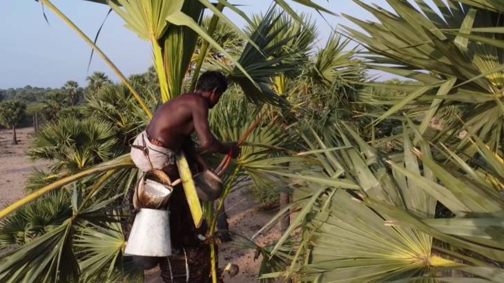  கருப்பட்டிக்கு  விலையில்லாததால் கவலை : அரசே கொள்முதல் செய்து ரேஷன் கடைகளில் விற்பனை செய்ய பனைத்தொழிலாளர்கள் கோரிக்கை!