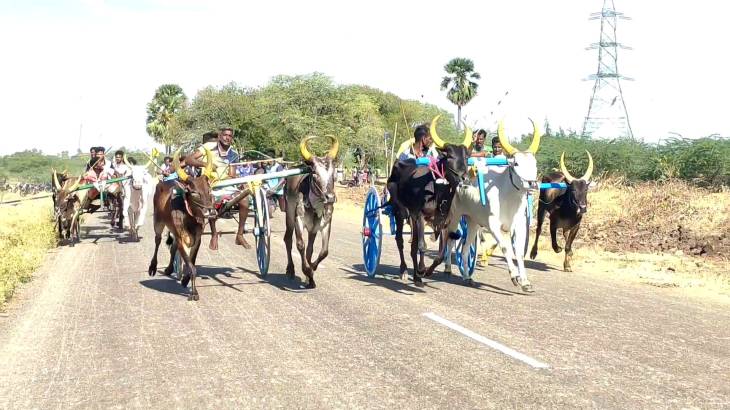 ஓட்டப்பிடாரம் அருகே கோவில் திருவிழாவினை முன்னிட்டு மாட்டுவண்டி எல்கை பந்தயம் - சீறிப்பாய்ந்து சென்ற காளைகள்..