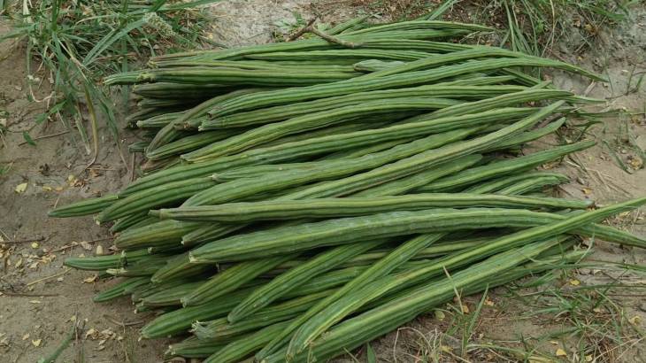 விளாத்திகுளம் பகுதியில் போதிய மழையின்றி 1000 ஏக்கர் முருங்கை சாகுபடி பாதிப்பு!