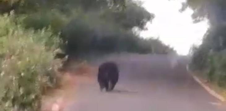 பண்ணைக்காடு அருகே மலைப்பாதையில் கரடி உலா !