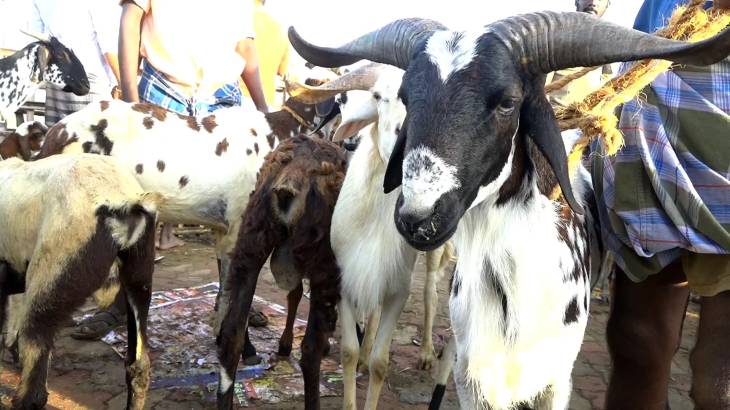 பக்ரீத் பண்டிகை கிடுகிடுவென உயர்ந்த ஆடு விலை - 6 கோடிக்கு ஆடுகள் விற்பனை!

