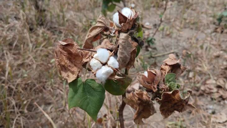 பருத்தியில் நோய்த்தாக்கம்: வெளிநாட்டிலிருந்து இறக்குமதியால் விலையும் இல்லை என விவசாயிகள் புலம்பல்!