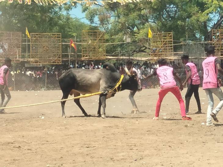 கடலாடி அருகே வடமாடு மஞ்சுவிரட்டு ! 