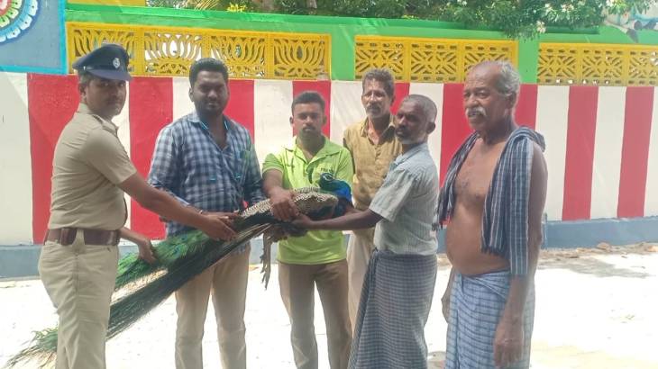 வேலி முள்ளில் சிக்கித் தவித்த ஆண் மயில் - ரத்தம் சிந்தி உயிருடன் மீட்டு வனத்துறையிடம் ஒப்படைத்த கூலி தொழிலாளி!