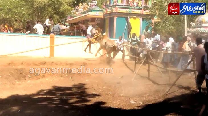 முதுகுளத்தூர் அருகே வடமாடு எருது கட்டு விழா-முட்டி தூக்கிய காளை!