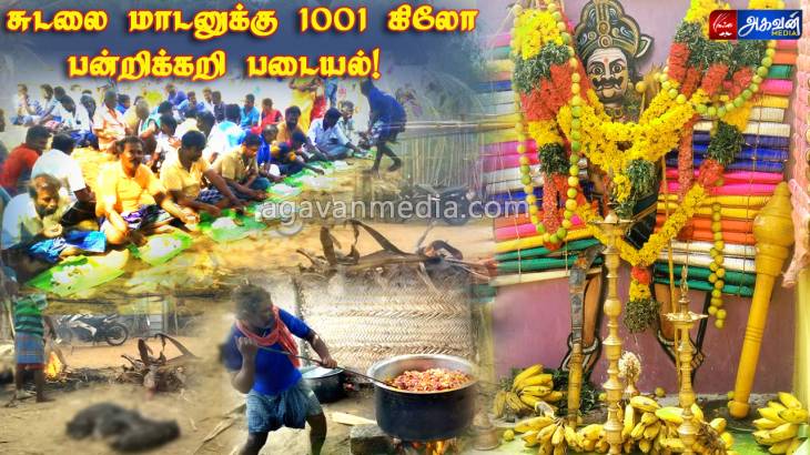 புரட்டாசி மாத கொடை விழாவை முன்னிட்டு சுடலைமாடனுக்கு 1001 கிலோ பன்றி கறி படையல்!