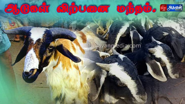 களையிழந்த எட்டயபுரம் ஆட்டுச் சந்தை!