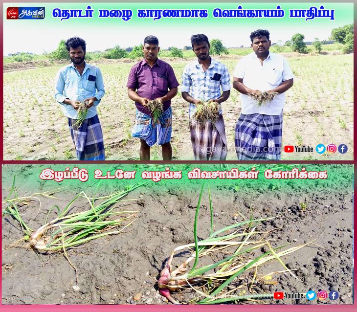 தொடர் மழை காரணமாக சின்ன வெங்காயத்தில் நோய் தாக்கம்!