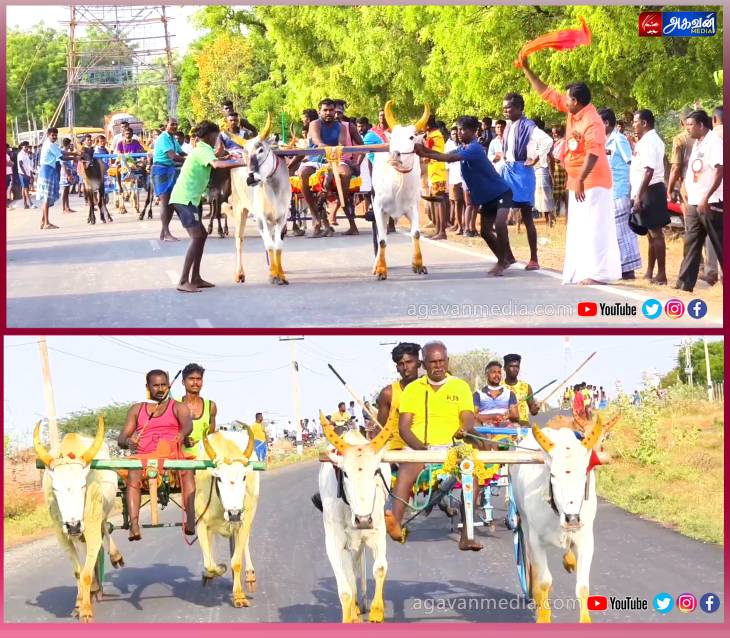 மாபெரும் மாட்டு வண்டி எல்கை பந்தயம்- சிரிப்பாய்ந்த 51 ஜோடி மாடுகள்!

