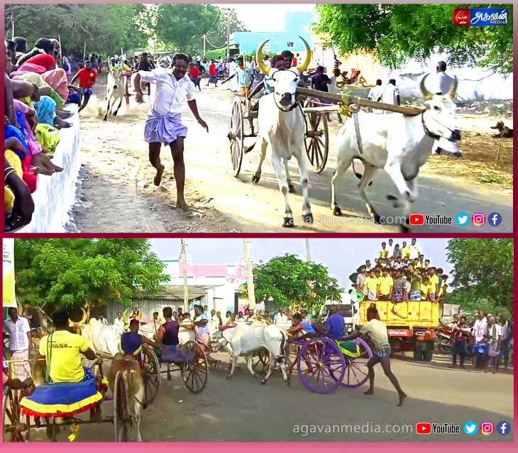 பம்மனேந்தல் கிராமத்தில் மாபெரும் மாட்டு வண்டி பந்தயம் நடைபெற்றது.