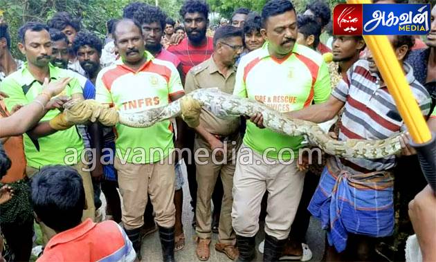 5 கோழிகளை விழுங்கிய மலைப்பாம்பு சிக்கியது!