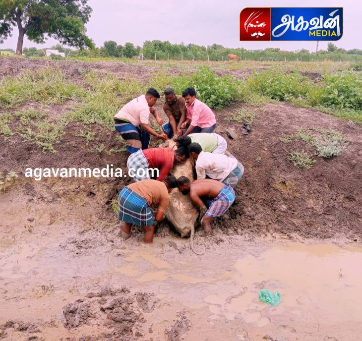  சேற்றில் சிக்கிய பசுவை காப்பாற்றிய சூரங்குடி இளைஞர்கள்!